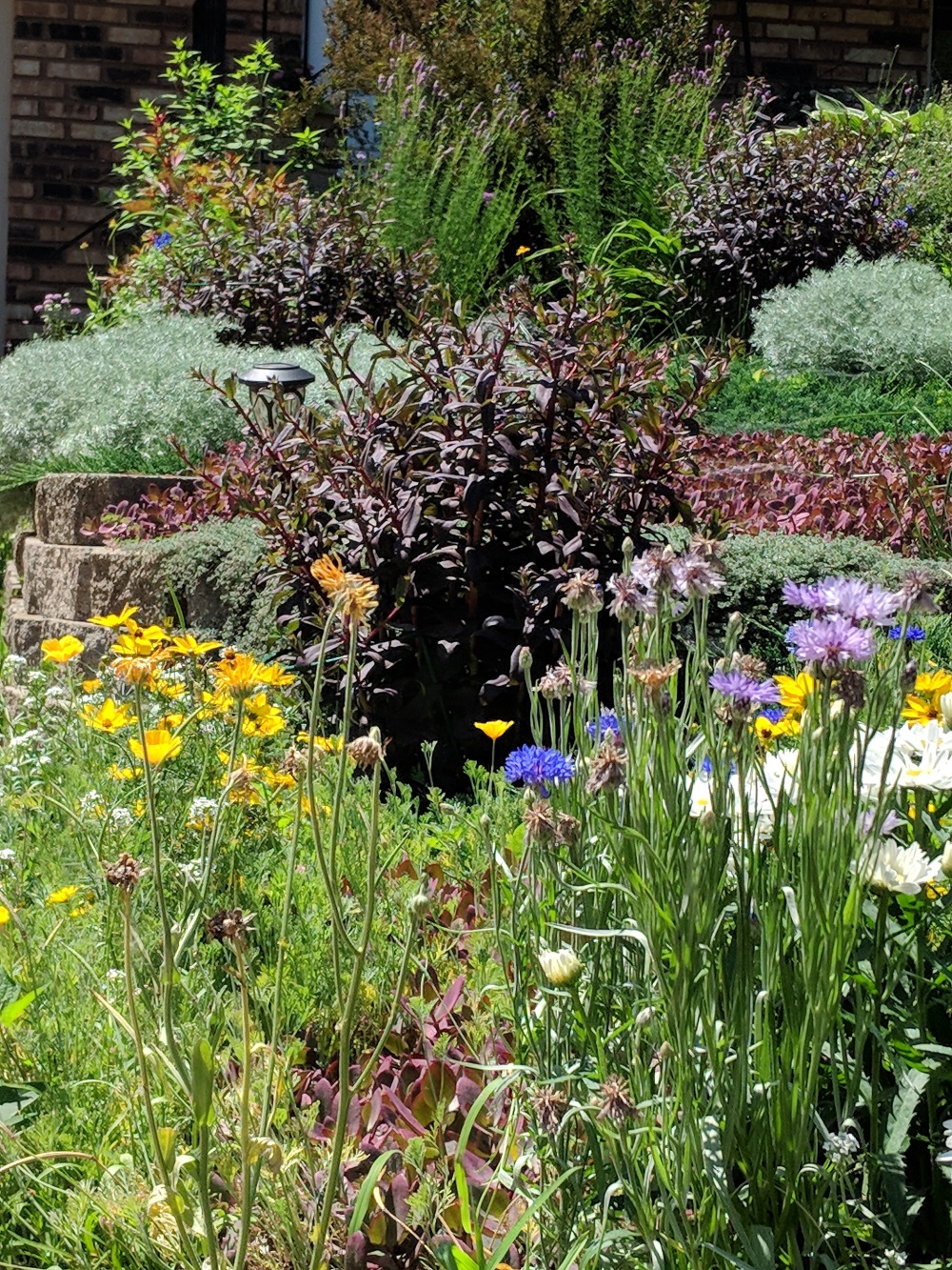 a profusion of colorful flowers in david snowball's front yard